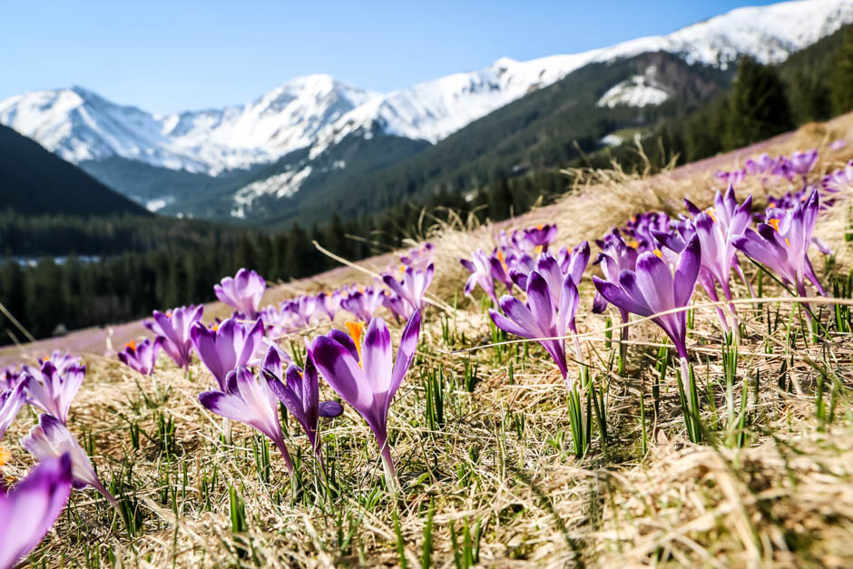 Krokusy Polana Chochołowska Tatry wiosną