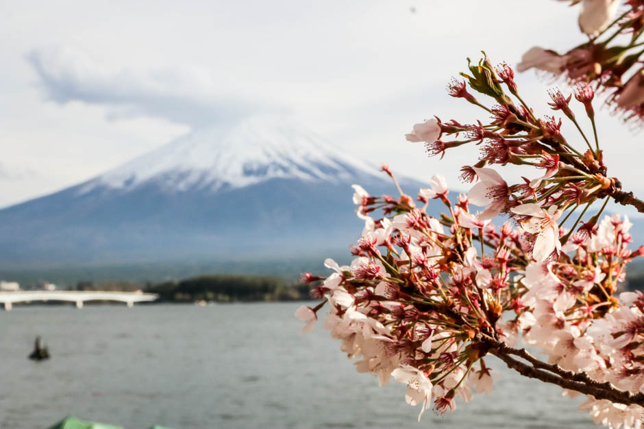Fuji wiśnie