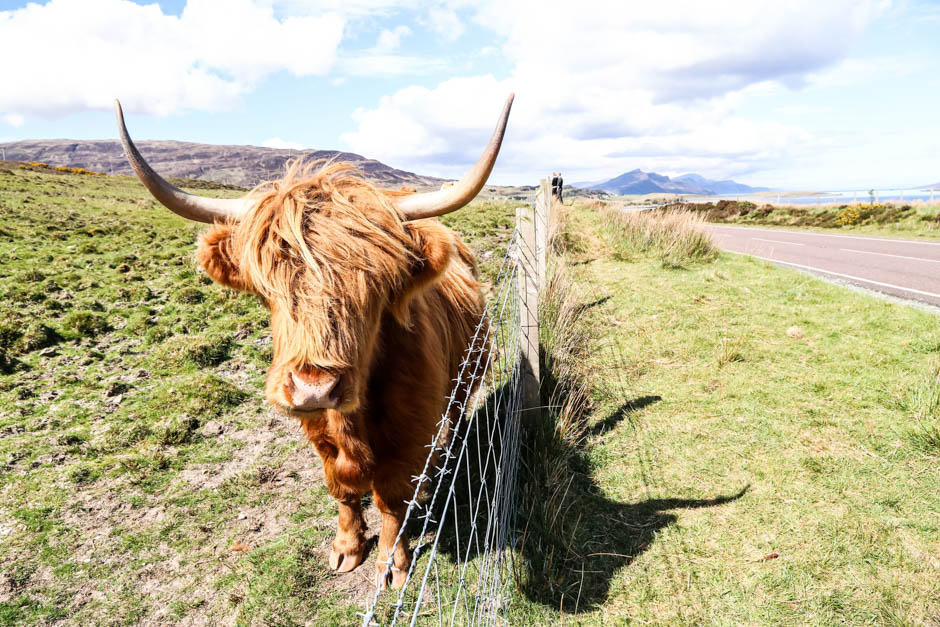 Highland Cow Szkocja